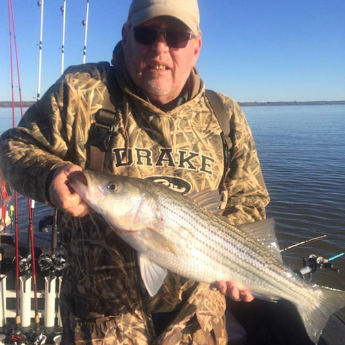 Lake Texoma Fishing Guide-Aaron Sharp-Striper Fishing