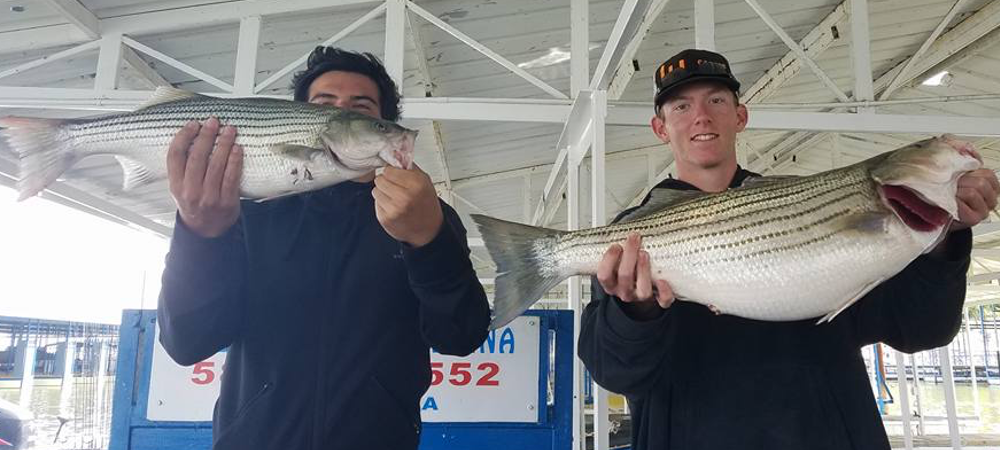 Lake Texoma Fishing Report, Striper Guide Aaron Sharp