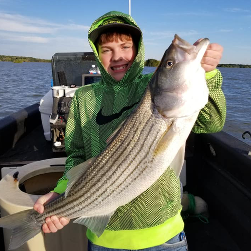 Lake Texoma Fishing Report-Guide Aaron Sharp