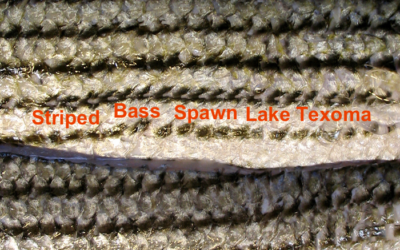 Striped Bass Spawn-Lake Texoma