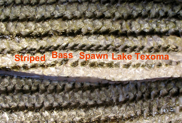 Striped Bass Spawn on Lake Texoma