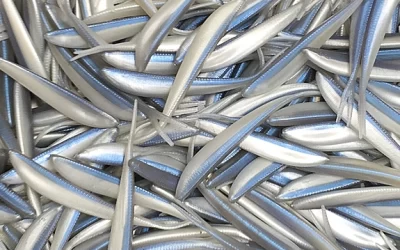 Guide to Dead Stick Fishing for Stripers in Lake Texoma During Winter