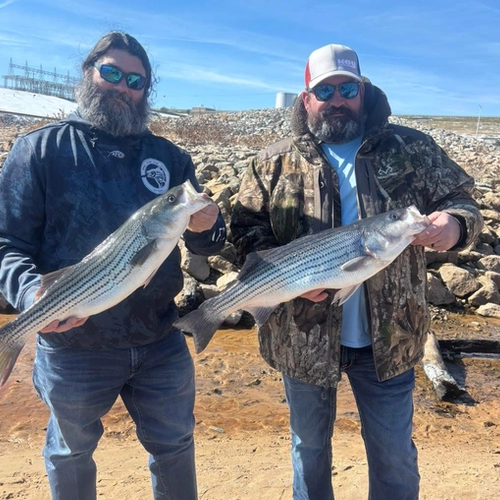 Best time to fish Lake Texoma for Striper with guide Aaron Sharp