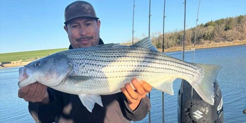 Striped bass caught on Lake Texoma by fishing guide Aaron Sharp holding a large striper on a boat